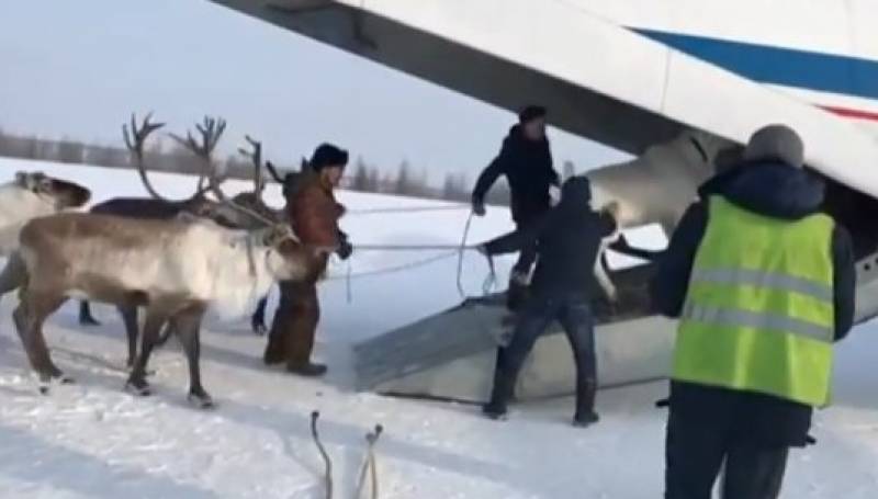 оленей на самолете