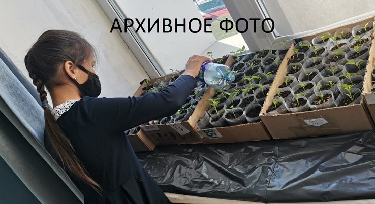 рассада4