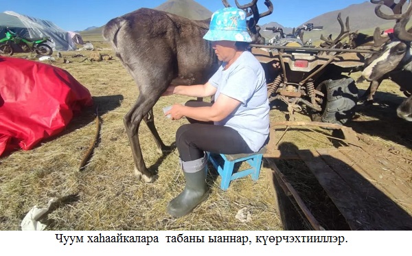 Таба_--_күөр.jpeg