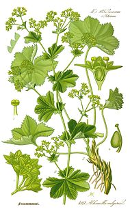 Illustration Alchemilla vulgaris0 clean