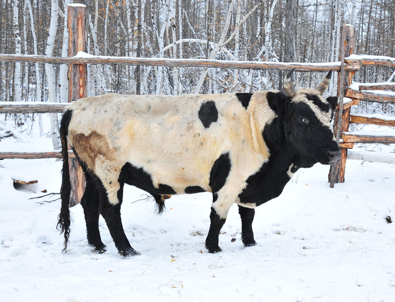 42 cow9