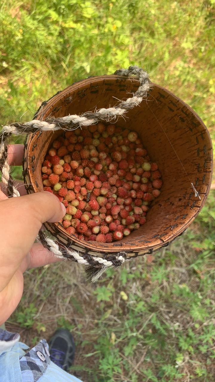 дикорос копия