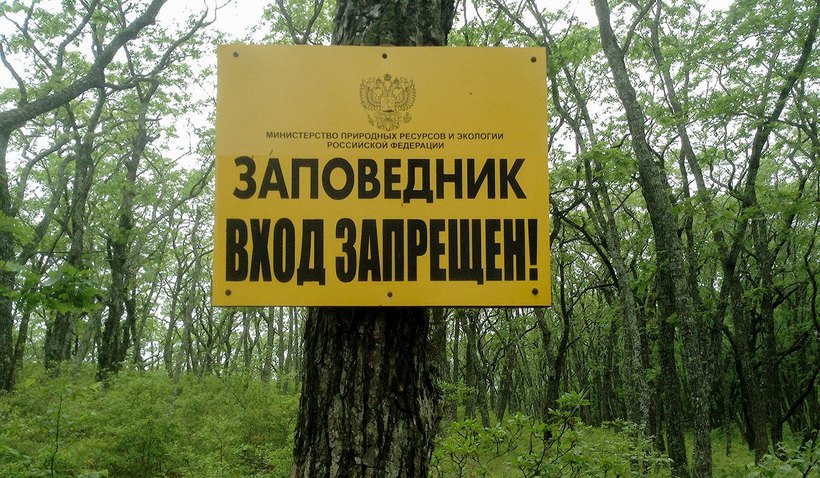 231 копия