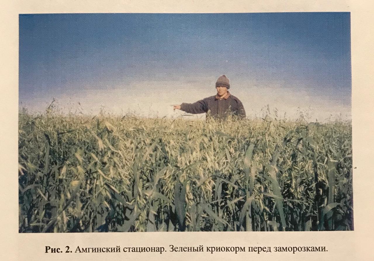криопокк