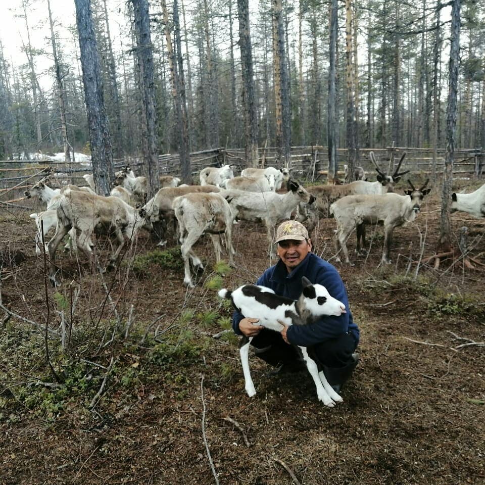 олени